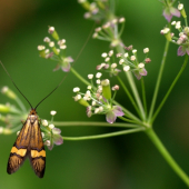 Nemophora degeerella