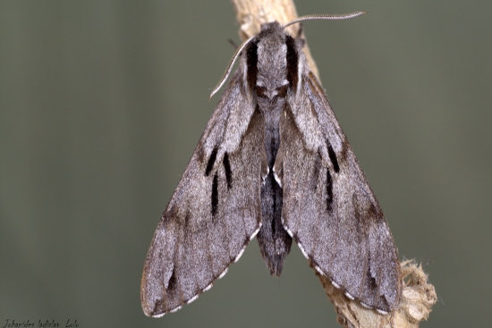 Hyloicus pinastri(lišaj borovicový)