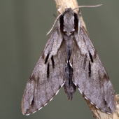 Hyloicus pinastri(lišaj borovicový)