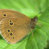 Aphantopus hyperatus(očkáň obyčajný)