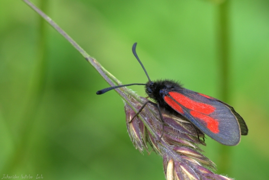 Zygaena purpuralis(vrtienka dúšková)