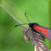 Zygaena purpuralis(vrtienka dúšková)