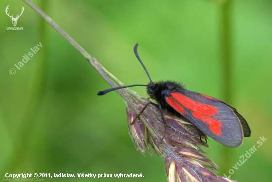 Zygaena purpuralis(vrtienka dúšková)