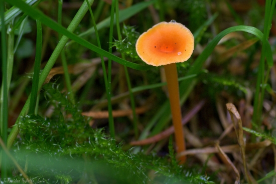 Malá oranžová hubka.