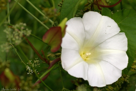 Pupenec roľný(Convolvus arvensis)