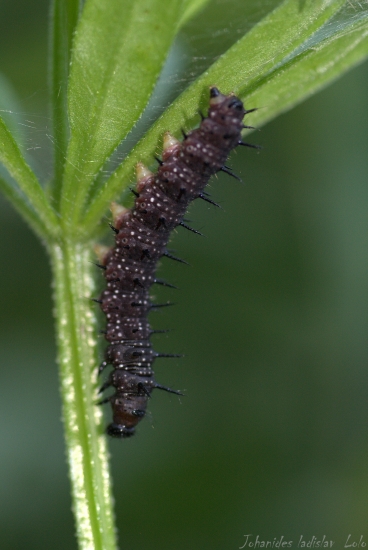 Húsenka-Inachis io(babôčka pávooká)