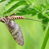 Ephemeroptera