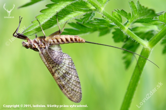 Ephemeroptera
