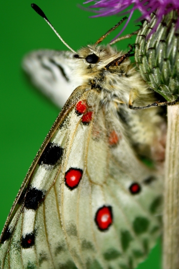 Parnassius apollo