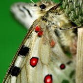 Parnassius apollo