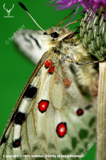 Parnassius apollo