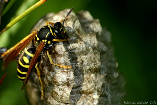 Vespula vulgaris(osa)