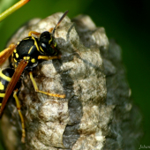 Vespula vulgaris(osa)