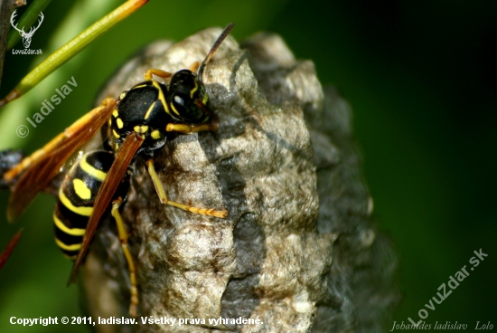 Vespula vulgaris(osa)