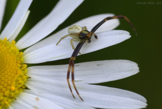 Kvetarik dvojtvarý(Misumena vatia)