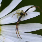 Kvetarik dvojtvarý(Misumena vatia)