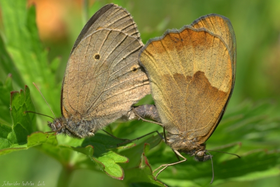 Očkáň lúčny(Maniola jurtina)