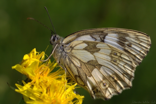Očkáň timotajkový(samička)