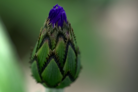 Pred rozkvetom(centaurea cyanus )