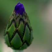Pred rozkvetom(centaurea cyanus )