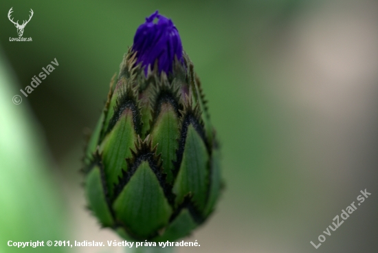 Pred rozkvetom(centaurea cyanus )