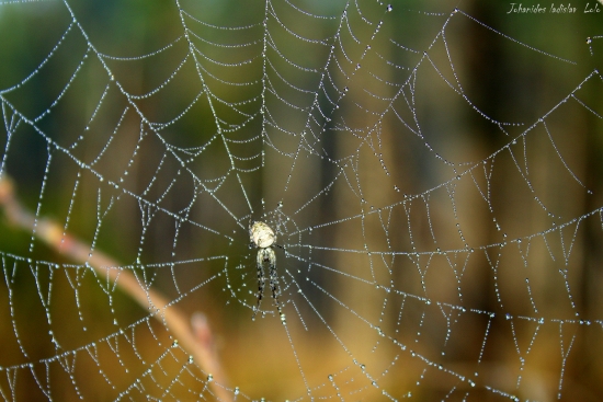 Pavučina po daždi