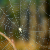 Pavučina po daždi