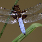 Vážka ploská(Libellula depressa)