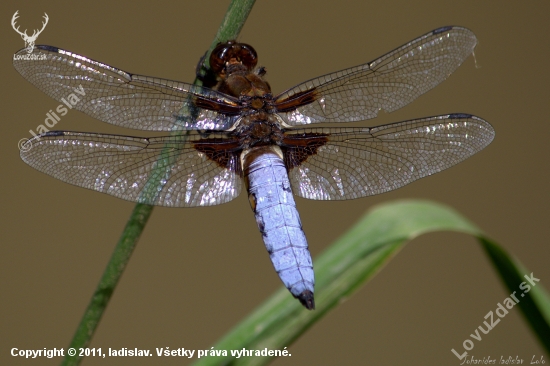 Vážka ploská(Libellula depressa)