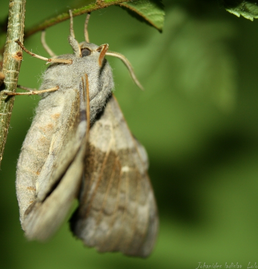 Laothoe populi(lišaj topoľový)Teraz s boku.