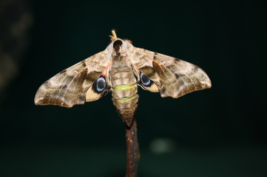 Lišaj pavooký(Smerinthus ocellatus)