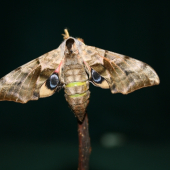 Lišaj pavooký(Smerinthus ocellatus)
