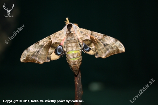Lišaj pavooký(Smerinthus ocellatus)
