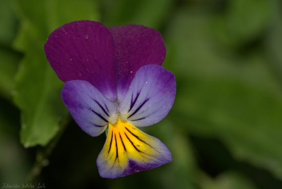 Viola tricolor
