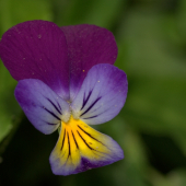 Viola tricolor