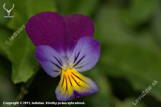 Viola tricolor