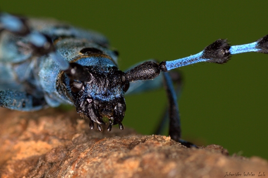 Detail(fúzač alpský)