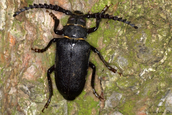 Fúzač hrubý(Prinus coriarius)