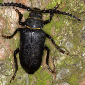 Fúzač hrubý(Prinus coriarius)