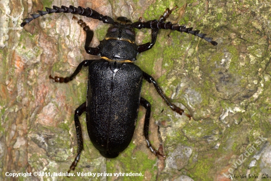 Fúzač hrubý(Prinus coriarius)