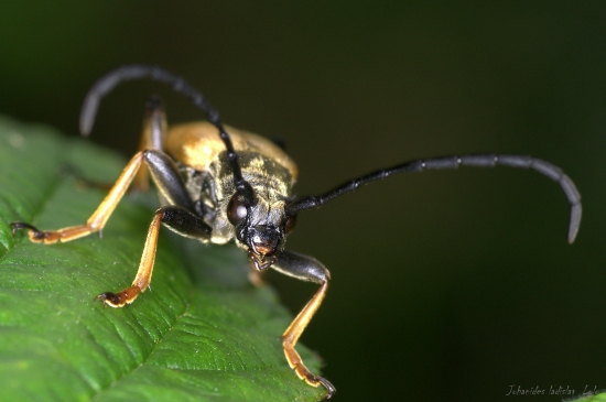 Fúzač obyčajný(Corymbia(Leptura) rubra)detail