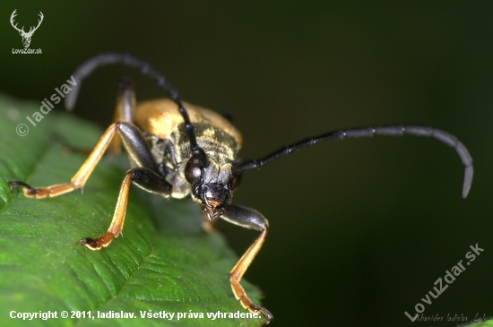 Fúzač obyčajný(Corymbia(Leptura) rubra)detail