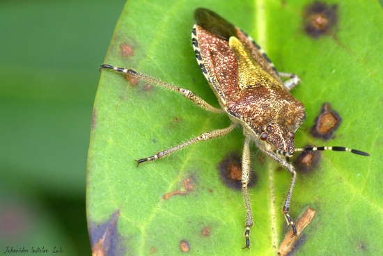 Bzdocha obyčajná(Dolycoris baccarum)