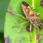Bzdocha obyčajná(Dolycoris baccarum)
