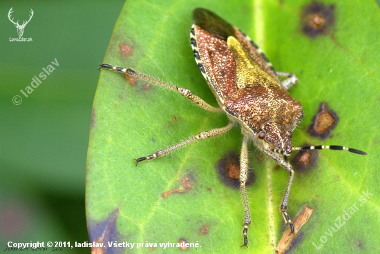 Bzdocha obyčajná(Dolycoris baccarum)