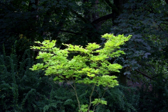 Mladý v tieni starých stromov