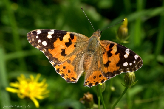 Babôčka bodliaková(Vanessa cardui)