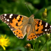 Babôčka bodliaková(Vanessa cardui)