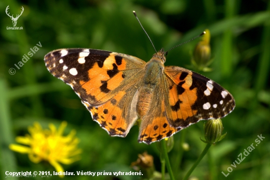 Babôčka bodliaková(Vanessa cardui)