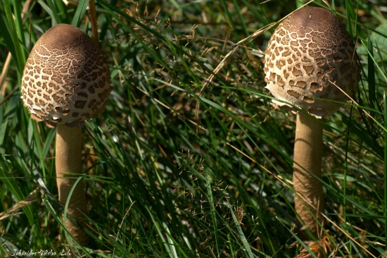 Bedľa vysoká(Macrolepiota procera)
